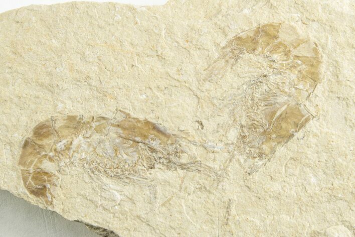 Two Cretaceous Fossil Shrimp - Lebanon #249846